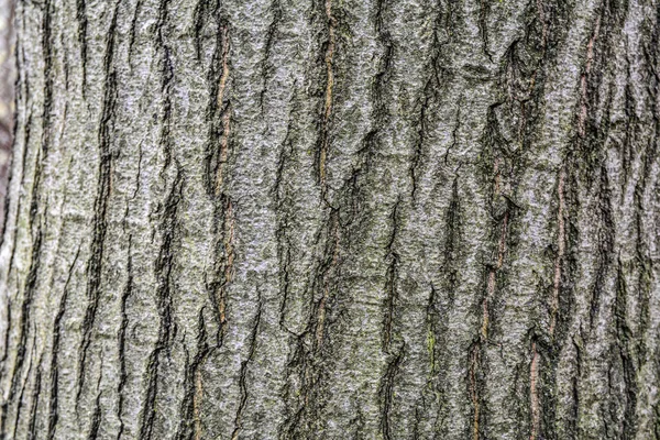 Geprägte Textur Der Braunen Rinde Eines Baumes Mit Grünem Moos — Stockfoto