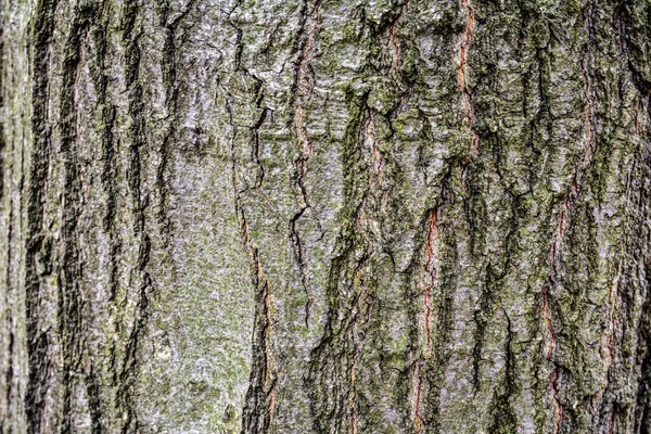 Reliéfní Textura Hnědé Kůry Stromu Zeleným Mechem Lišejníky Něm Rozšířené — Stock fotografie