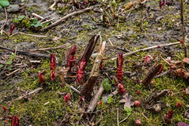 Baharda Sakhalin poligonum. Polygonum sapıkları. Bitki filizleri.