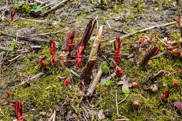 Sakhalin Polygonum Spring Stalks Polygonum Sprout Plant — Stock Photo, Image