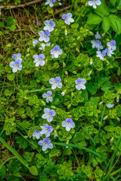 Veronica Filiformis Slender Speedwell Natural Habitat Slender Speedwell Veronica Filiformis — Stock Fotó