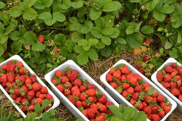 草莓红色草莓在塑料托盘中作为背景材料在商店市场上销售 鲜亮多汁草莓的包装 天然背景 — 图库照片