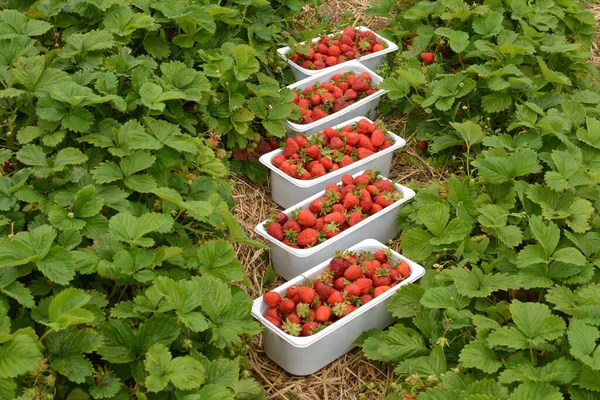 Fragole Rosso Fragola Vassoi Plastica Vendita Nel Mercato Negozio Sfondo — Foto Stock