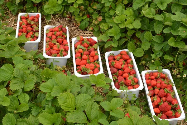 Truskawki Czerwone Truskawki Plastikowych Tacach Sprzedaż Sklepie Tle Rynku Zbliżenie — Zdjęcie stockowe