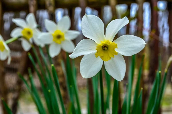 Flores Brancas Daffodil Cupped Grande Narciso Branco Blooming Narcisos Parque — Fotografia de Stock