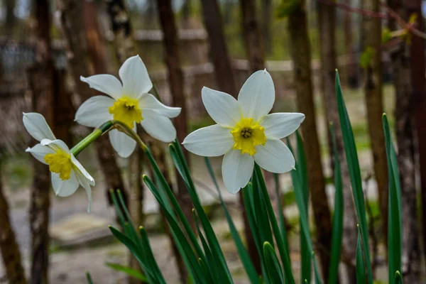 Weiße Blüten Der Großen Narzisse Der Weißen Narzisse Blühende Narzissen — Stockfoto