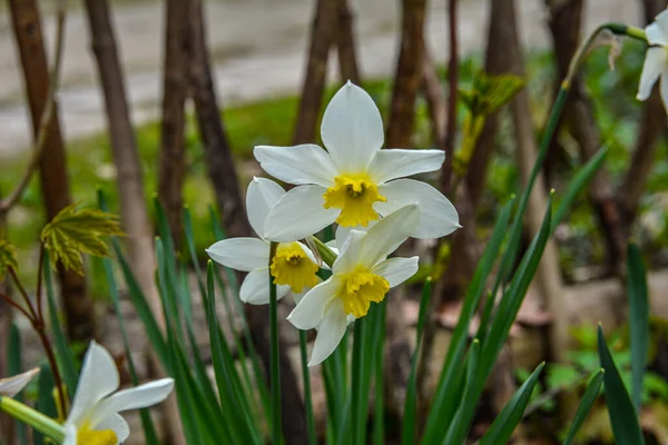 Weiße Blüten Der Großen Narzisse Der Weißen Narzisse Blühende Narzissen — Stockfoto