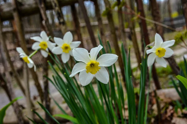 Flores Brancas Daffodil Cupped Grande Narciso Branco Blooming Narcisos Parque — Fotografia de Stock