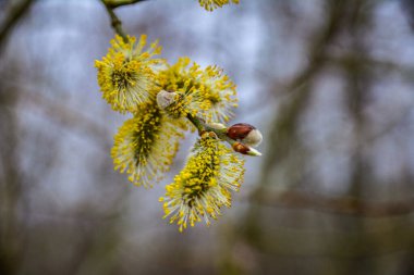 Nature awakes in spring. Blooming willow twigs and furry willow-catkins, so called 