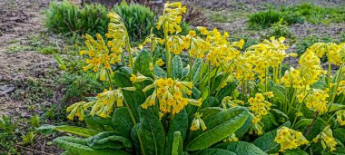 Sarı Cowslip çiçekleri ya da Primula veris. Yüzeyin derinliği. Primulaceae familyasına ait uzun ömürlü bir bitki türü. Halk tıbbında kullanılır. .