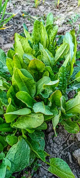 Verts Sur Les Lits Jardin Des Feuilles Fraîches Oseille Verte — Photo