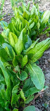 Greens on the garden beds. Fresh green sorrel leaves grows in the garden. Fresh organic sorrel growing in garden green sorrel leaves on garden bed growing agriculture plants .