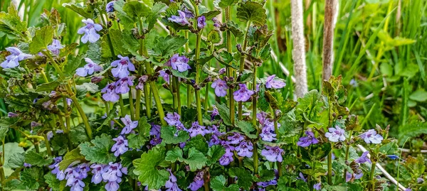 Glechoma hederacea syn. Nepeta glechoma, Nepeta hederacea - zemin-sarmaşık, solungaç, sürünen Charlie, alehoof, tunhoof, kedi ayağı, tarla merhemi, ve kaçak-robin.