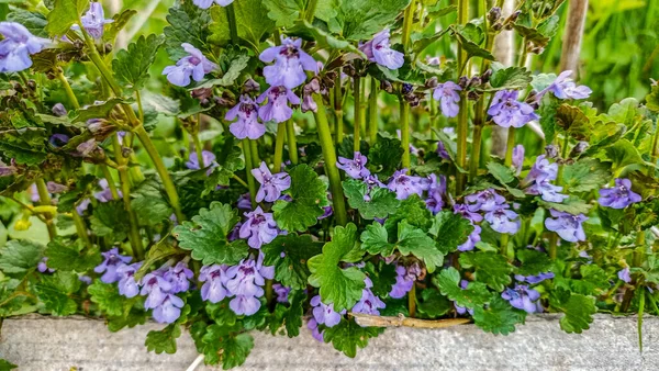 Glechoma hederacea syn. Nepeta glechoma, Nepeta hederacea - zemin-sarmaşık, solungaç, sürünen Charlie, alehoof, tunhoof, kedi ayağı, tarla merhemi, ve kaçak-robin.