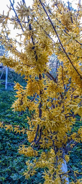 Early Spring Landscape Yellow Bushes Forsythia Flowers Full Bloom Blooming — Stockfoto