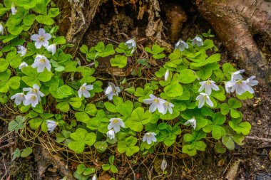 İlkbaharda ormanda beyaz, kırılgan ağaç doru (Oxalis asetosella) çiçekler. İlk bahar çiçeklerinin açması Oxalis asetosella