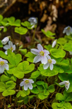 İlkbaharda ormanda beyaz, kırılgan ağaç doru (Oxalis asetosella) çiçekler. İlk bahar çiçeklerinin açması Oxalis asetosella