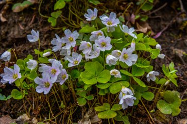 İlkbaharda ormanda beyaz, kırılgan ağaç doru (Oxalis asetosella) çiçekler. İlk bahar çiçeklerinin açması Oxalis asetosella