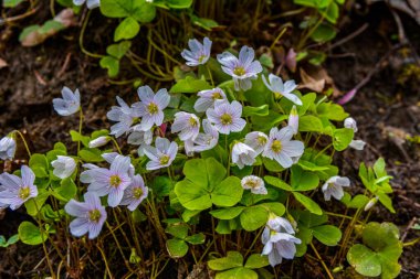 İlkbaharda ormanda beyaz, kırılgan ağaç doru (Oxalis asetosella) çiçekler. İlk bahar çiçeklerinin açması Oxalis asetosella