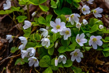 İlkbaharda ormanda beyaz, kırılgan ağaç doru (Oxalis asetosella) çiçekler. İlk bahar çiçeklerinin açması Oxalis asetosella