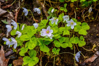 İlkbaharda ormanda beyaz, kırılgan ağaç doru (Oxalis asetosella) çiçekler. İlk bahar çiçeklerinin açması Oxalis asetosella
