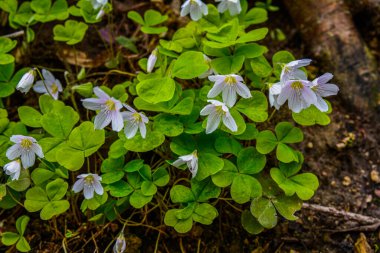 İlkbaharda ormanda beyaz, kırılgan ağaç doru (Oxalis asetosella) çiçekler. İlk bahar çiçeklerinin açması Oxalis asetosella