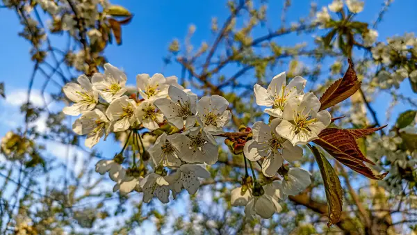 Pombo Sentado Ramo Com Flores Árvore Flor Cereja Jardim Botânico — Fotografia de Stock