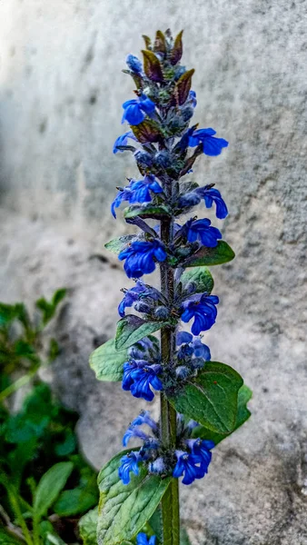 Ajuga Reptans Also Known Bugleweed Ajuga Reptans Blue Bugle Flowering — Stock fotografie