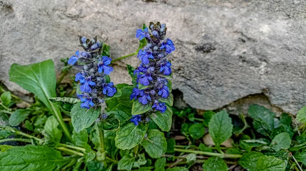 アジュガ レプタンツ ヤジュガ レプタンツ とも呼ばれ 青い蕾の花を咲かせます — ストック写真