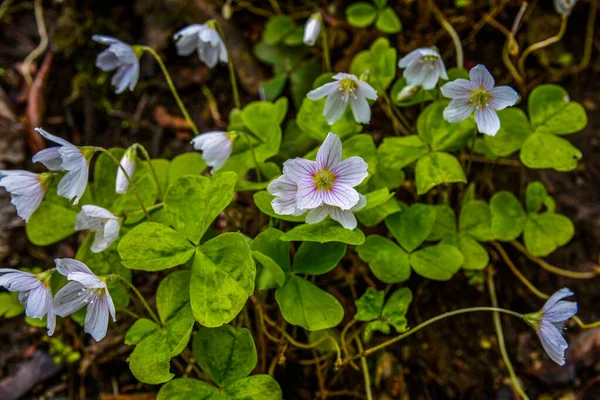 İlkbaharda ormanda beyaz, kırılgan ağaç doru (Oxalis asetosella) çiçekler. İlk bahar çiçeklerinin açması Oxalis asetosella