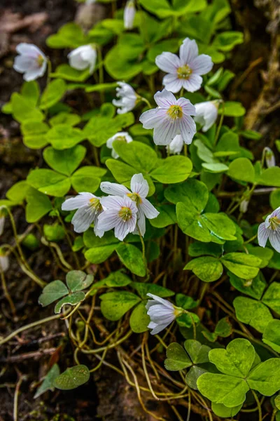 İlkbaharda ormanda beyaz, kırılgan ağaç doru (Oxalis asetosella) çiçekler. İlk bahar çiçeklerinin açması Oxalis asetosella