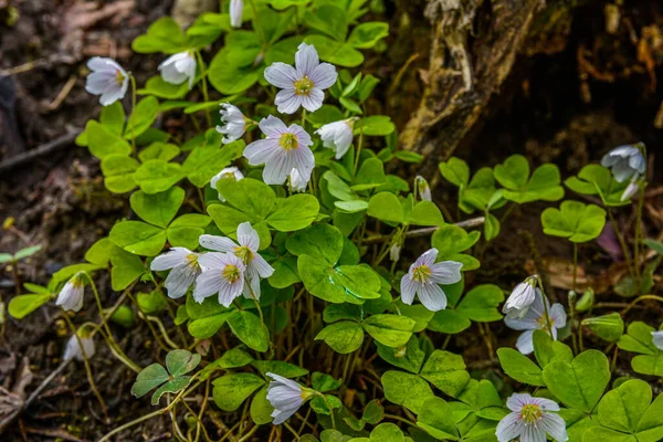 İlkbaharda ormanda beyaz, kırılgan ağaç doru (Oxalis asetosella) çiçekler. İlk bahar çiçeklerinin açması Oxalis asetosella