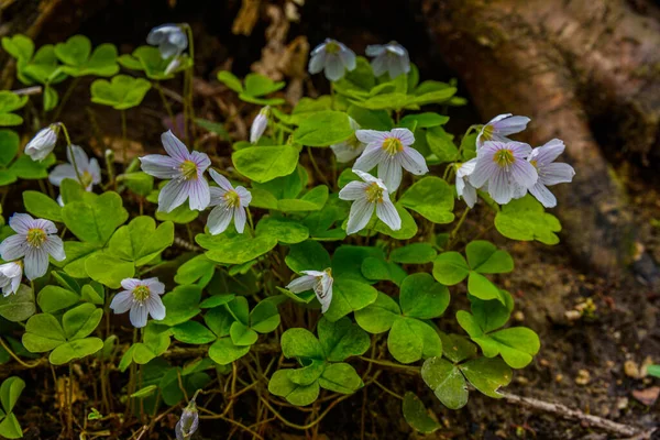 White Brittle Wood Sorrel Oxalis Acetosella Flowers Forest Spring Flowering — Stock Photo, Image