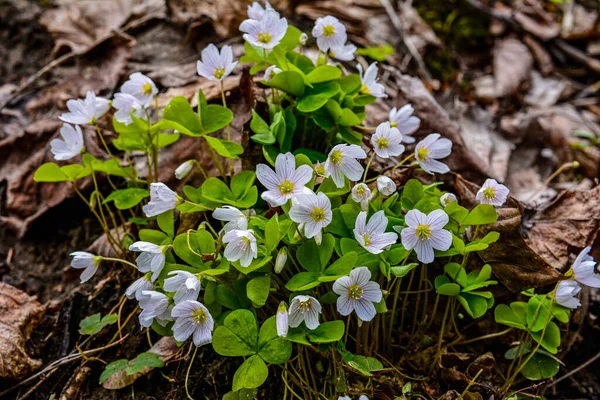 İlkbaharda ormanda beyaz, kırılgan ağaç doru (Oxalis asetosella) çiçekler. İlk bahar çiçeklerinin açması Oxalis asetosella