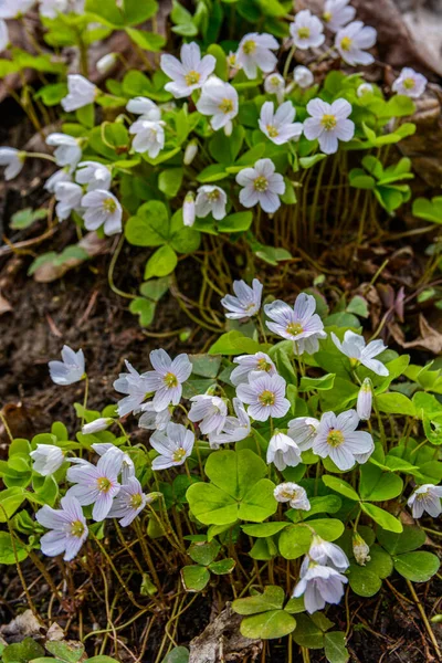 İlkbaharda ormanda beyaz, kırılgan ağaç doru (Oxalis asetosella) çiçekler. İlk bahar çiçeklerinin açması Oxalis asetosella
