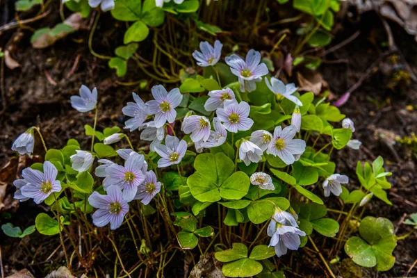İlkbaharda ormanda beyaz, kırılgan ağaç doru (Oxalis asetosella) çiçekler. İlk bahar çiçeklerinin açması Oxalis asetosella