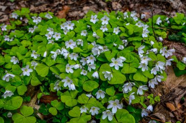 İlkbaharda ormanda beyaz, kırılgan ağaç doru (Oxalis asetosella) çiçekler. İlk bahar çiçeklerinin açması Oxalis asetosella
