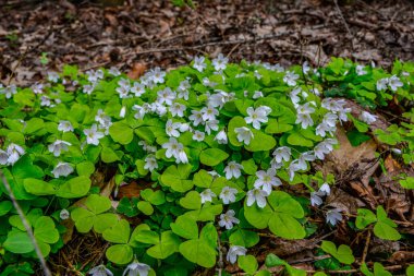 İlkbaharda ormanda beyaz, kırılgan ağaç doru (Oxalis asetosella) çiçekler. İlk bahar çiçeklerinin açması Oxalis asetosella
