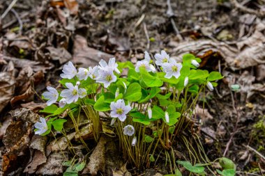 İlkbaharda ormanda beyaz, kırılgan ağaç doru (Oxalis asetosella) çiçekler. İlk bahar çiçeklerinin açması Oxalis asetosella