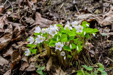 İlkbaharda ormanda beyaz, kırılgan ağaç doru (Oxalis asetosella) çiçekler. İlk bahar çiçeklerinin açması Oxalis asetosella
