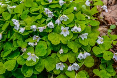 İlkbaharda ormanda beyaz, kırılgan ağaç doru (Oxalis asetosella) çiçekler. İlk bahar çiçeklerinin açması Oxalis asetosella