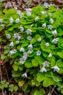 İlkbaharda ormanda beyaz, kırılgan ağaç doru (Oxalis asetosella) çiçekler. İlk bahar çiçeklerinin açması Oxalis asetosella