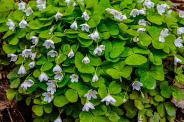 İlkbaharda ormanda beyaz, kırılgan ağaç doru (Oxalis asetosella) çiçekler. İlk bahar çiçeklerinin açması Oxalis asetosella