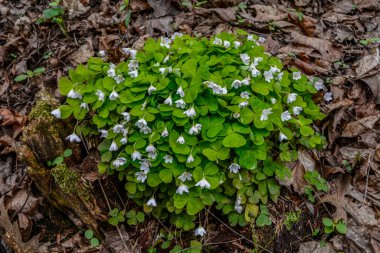 İlkbaharda ormanda beyaz, kırılgan ağaç doru (Oxalis asetosella) çiçekler. İlk bahar çiçeklerinin açması Oxalis asetosella
