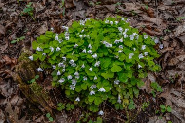 İlkbaharda ormanda beyaz, kırılgan ağaç doru (Oxalis asetosella) çiçekler. İlk bahar çiçeklerinin açması Oxalis asetosella