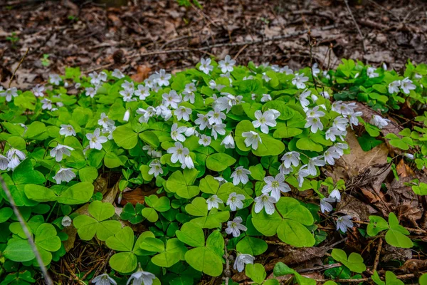 İlkbaharda ormanda beyaz, kırılgan ağaç doru (Oxalis asetosella) çiçekler. İlk bahar çiçeklerinin açması Oxalis asetosella