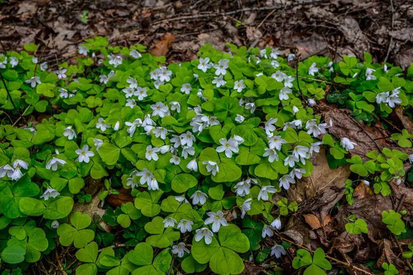 İlkbaharda ormanda beyaz, kırılgan ağaç doru (Oxalis asetosella) çiçekler. İlk bahar çiçeklerinin açması Oxalis asetosella