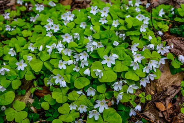 İlkbaharda ormanda beyaz, kırılgan ağaç doru (Oxalis asetosella) çiçekler. İlk bahar çiçeklerinin açması Oxalis asetosella