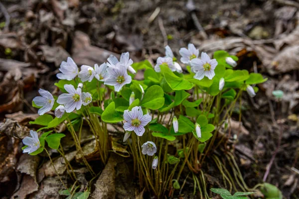 White Brittle Wood Sorrel Oxalis Acetosella Flowers Forest Spring Flowering — Stockfoto