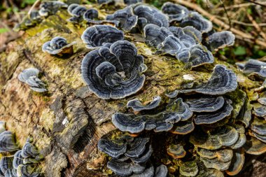Trametes versicolor, hindi kuyruğu mantarı ağaç kütüğünde yakın plan seçici odak .trametes versicolor mantar ağaç kütüğü. Kapat ya da makro.